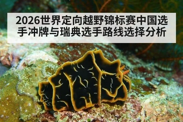 2026世界定向越野锦标赛中国选手冲牌与瑞典选手路线选择分析
